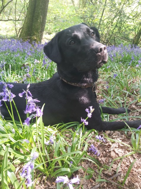 Labrador welfare dogs seeking 2024 homes